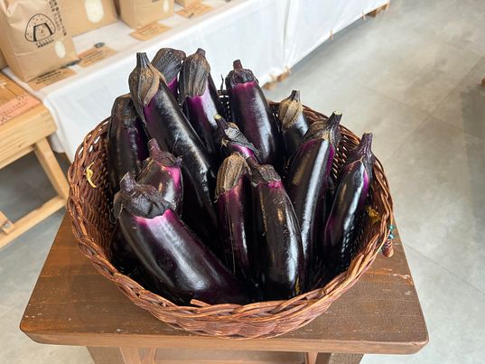 おにぎりマン農園でお野菜収穫しました♪　～大阪　寝屋川　お米屋さん～